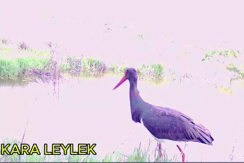 Doğa tutkunu gencin kurduğu foto kapanlar Marmara Bölgesi'nin gizemli canlılarını ortaya çıkardı - Resim: 4