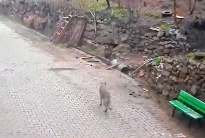 Doğada aç kalan bir kurt mahalleyi basıp kapı karpı yiyecek aradı! - Resim: 2