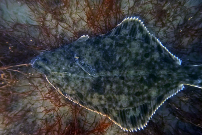 Dip çamuru temizlendi, Marmara'nın en sevimli çetesi yeniden ortaya çıktı! - Resim: 3