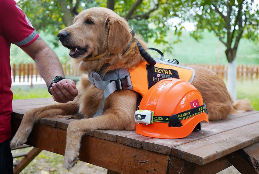 Evlerimizin 4 ayaklı canları artık hayatımızı kurtarabilir - Resim: 2