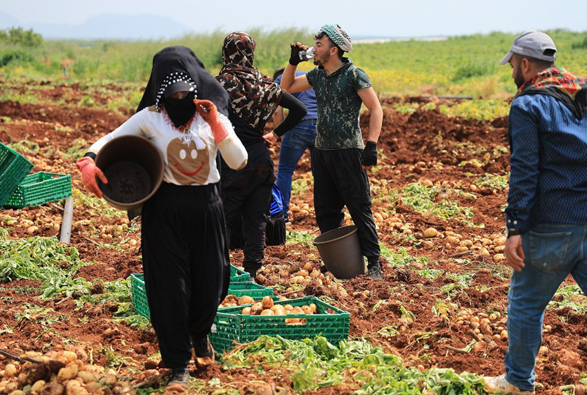 Tarlaların sarı altınında turfanda hasat başladı: Tarla fiyatı geçen sene ile aynı kaldı! - Resim: 4