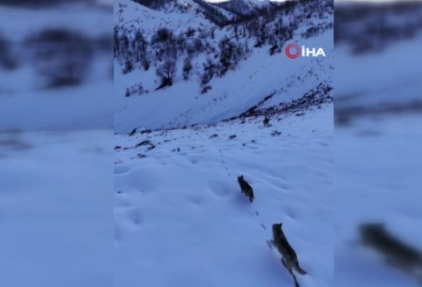 Munzur Vadisi'nin vahşi yırtıcıları dron ile görüntülendi - Resim: 4