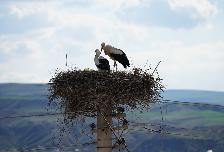 Yaren ve Nazlı'nın ardından Rüzgar ve Nergis de bir kez daha Türkiye'ye geri döndü! - Resim: 3