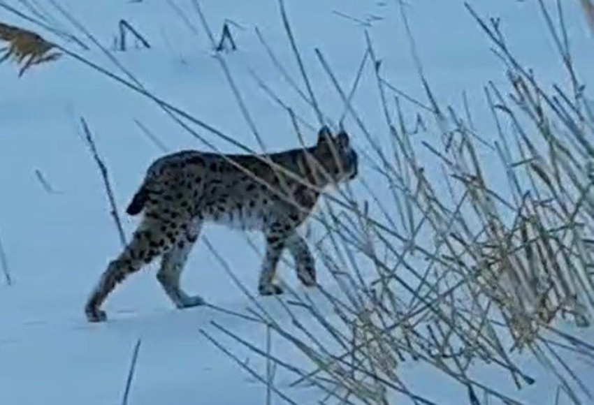 Ormanın hayaleti bu sefer karların içerisinden ''merhaba'' dedi! - Resim: 3