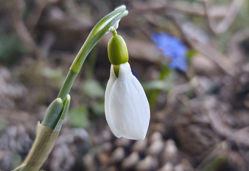 Türkiye'de baharın müjdecisi olarak bilinen eşsiz güzellikler bu yıl 2'nci kez ortaya çıktı! - Resim: 2