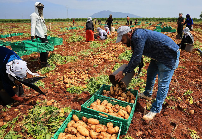 Tarlaların sarı altınında turfanda hasat başladı: Tarla fiyatı geçen sene ile aynı kaldı! - Resim: 3