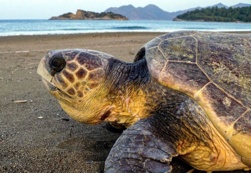 İztuzu plajı'nda bir rekor: Caretta varetta yuva sayısı 400'e ulaştı - Resim: 3