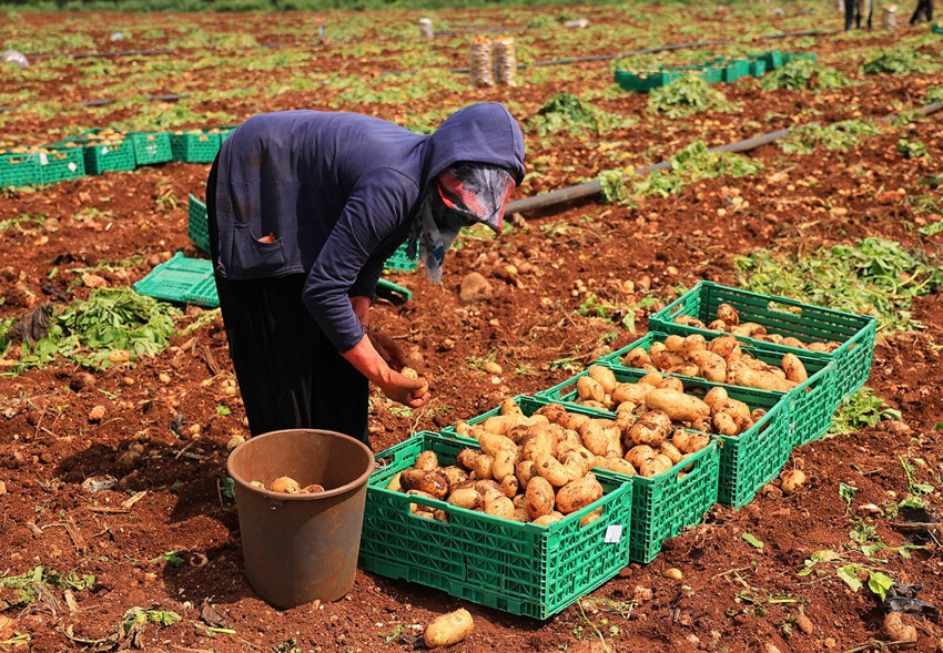 Tarlaların sarı altınında turfanda hasat başladı: Tarla fiyatı geçen sene ile aynı kaldı! - Resim: 2
