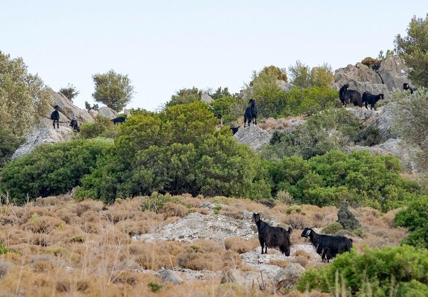 Türkiye'nin tatil cenneti Datça'da karantinaya kararı - Resim: 2