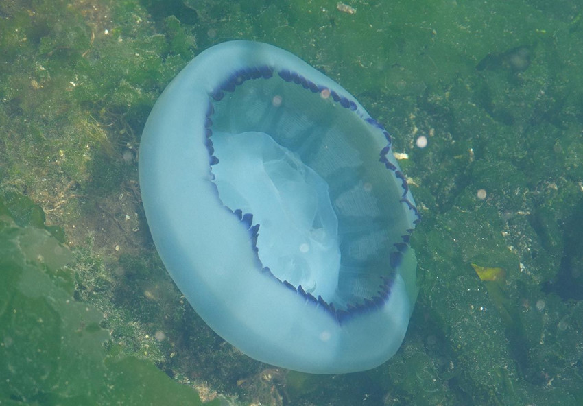 Marmara Denizi'nde müsilajdan sonra yeni kabus! - Resim: 3
