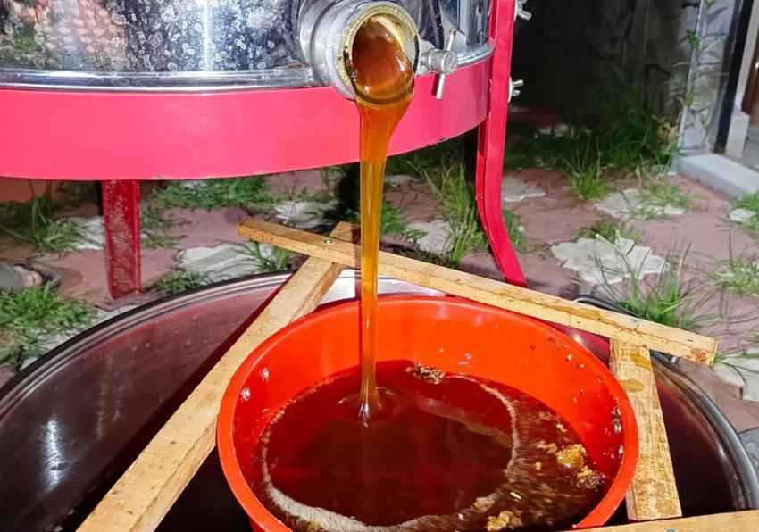 Türkiye'nin şifa deposu olan en doğal lezzetinde hasat başladı - Resim: 2