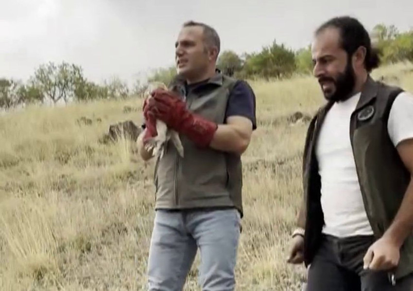 Gecelerin avcısı yeniden yaban hayatına kavuştu - Resim: 2