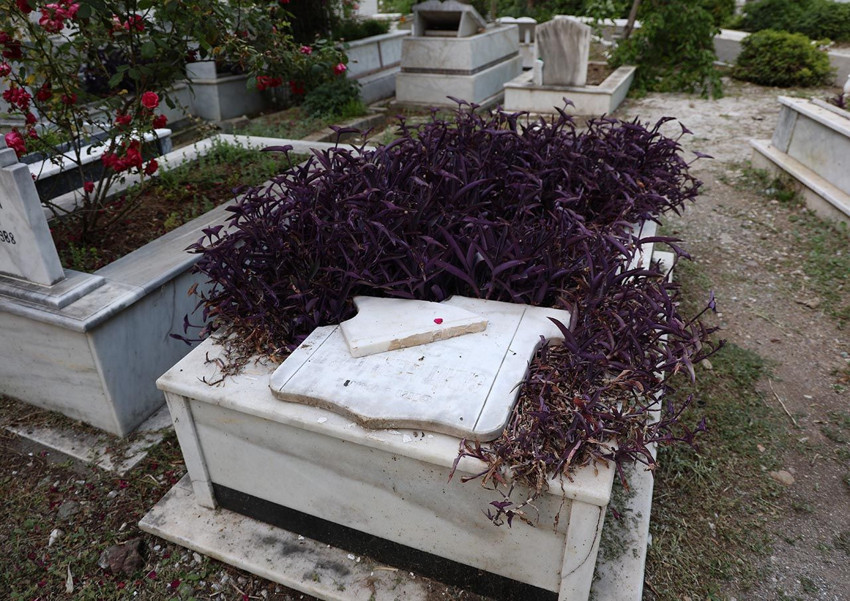 Evlerine ev yapılınca şehrin ortasında kalan domuzlar mezarlara saldırdı - Resim: 3