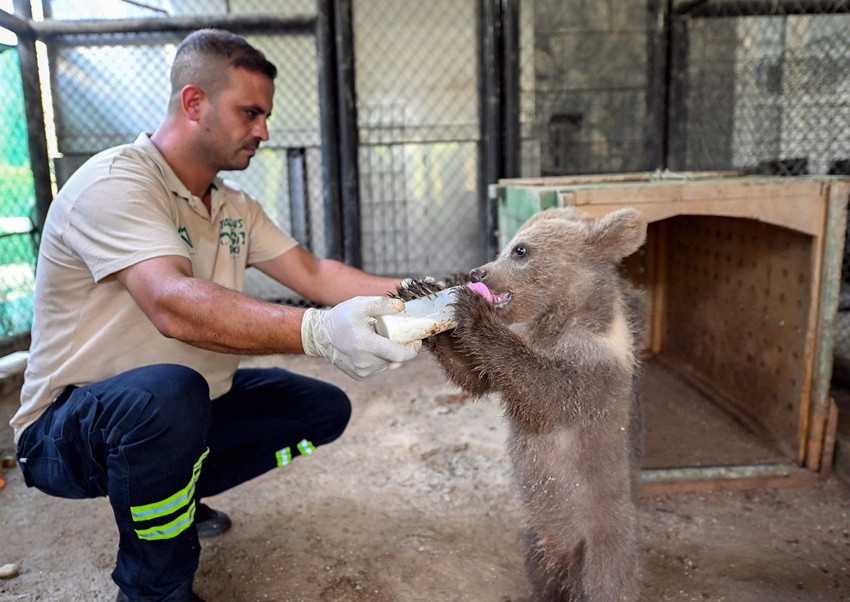 Bu da Türkiye'nin hayvanlar anaokulu: Lemur, geyik, zebra, tay ve 2 minik ayı yavrusu... - Resim: 2