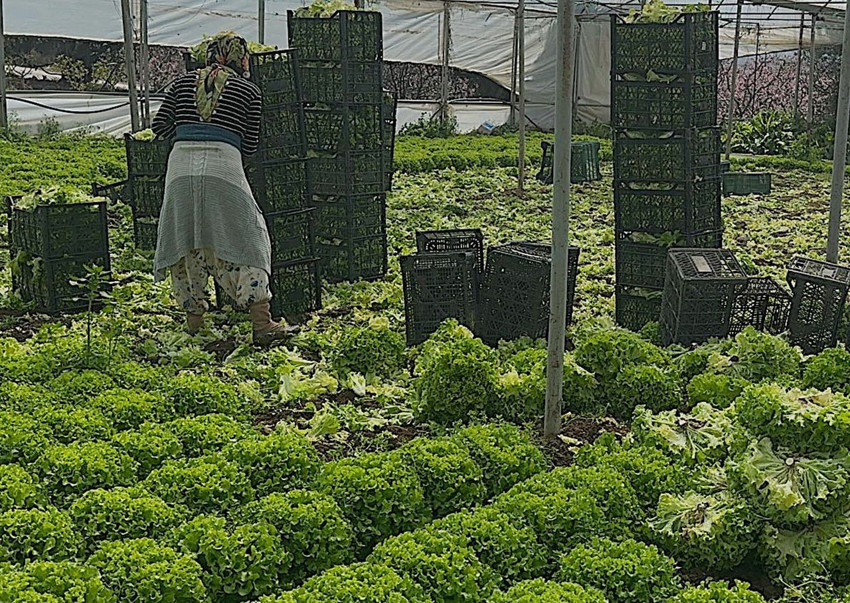 Ağlama sırası tüketicide! Fiyatı 6 kat arttı! Fiyatı geçen yıl 5 TL'ye kadar düşmüştü - Resim: 2