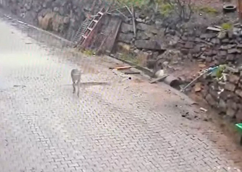 Doğada aç kalan bir kurt mahalleyi basıp kapı karpı yiyecek aradı! - Resim: 4