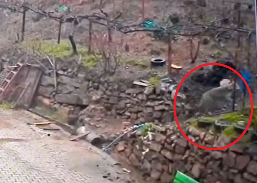 Doğada aç kalan bir kurt mahalleyi basıp kapı karpı yiyecek aradı! - Resim: 3