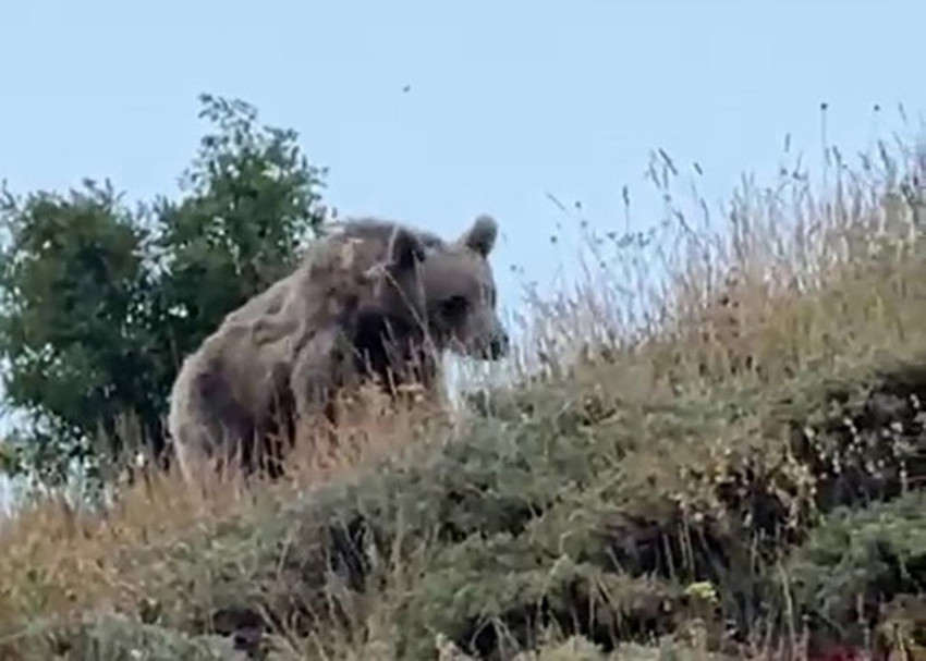 Türkiye'nin vahşi doğasında korku dolu anlar kamerada - Resim: 3