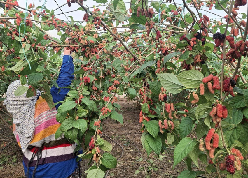 Yüzde 100 organik! Mersin'de yetişiyor; Dubai, Katar ve Irak'a ihraç ediliyor - Resim: 4