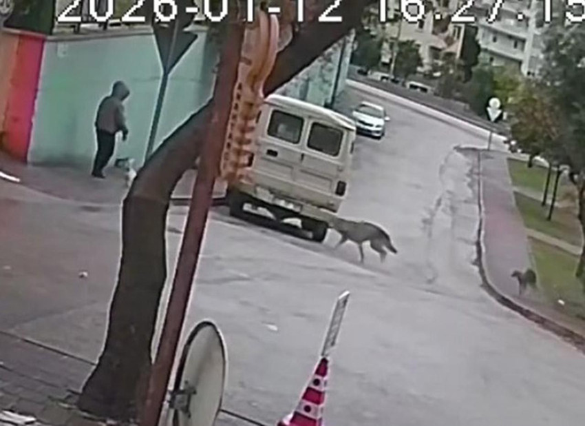 Sahipsiz kurt köpekleri kadın ve köpeğine saldırdı! Korku dolu anlar kamerada - Resim: 2