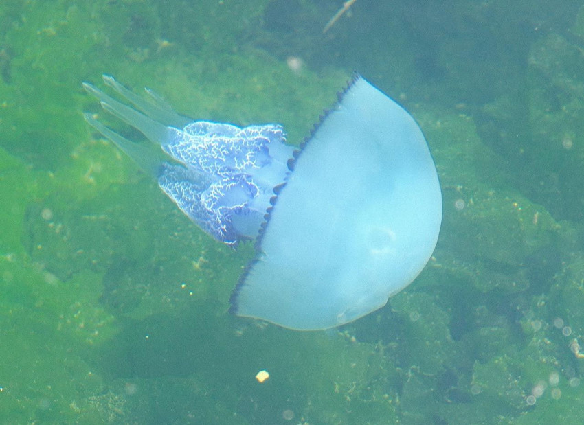 Marmara Denizi'nde müsilajdan sonra yeni kabus! - Resim: 4