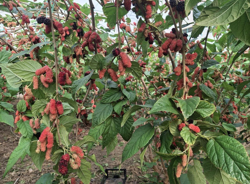 Yüzde 100 organik! Mersin'de yetişiyor; Dubai, Katar ve Irak'a ihraç ediliyor - Resim: 2