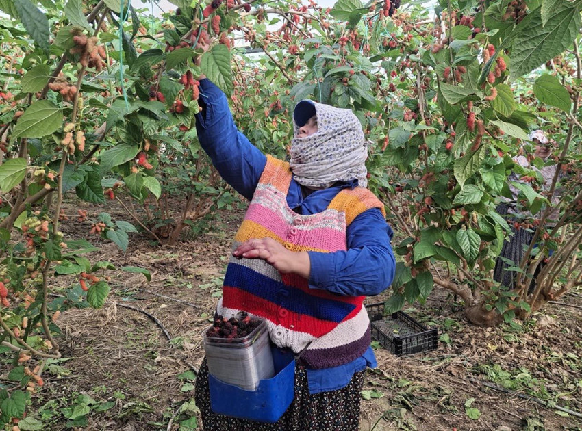 Yüzde 100 organik! Mersin'de yetişiyor; Dubai, Katar ve Irak'a ihraç ediliyor - Resim: 3