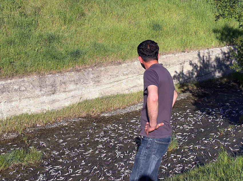 İstanbul'un burnunun dibinde endişelendiren gelişme... Binlercesi ölü olarak bulundu! - Resim: 3