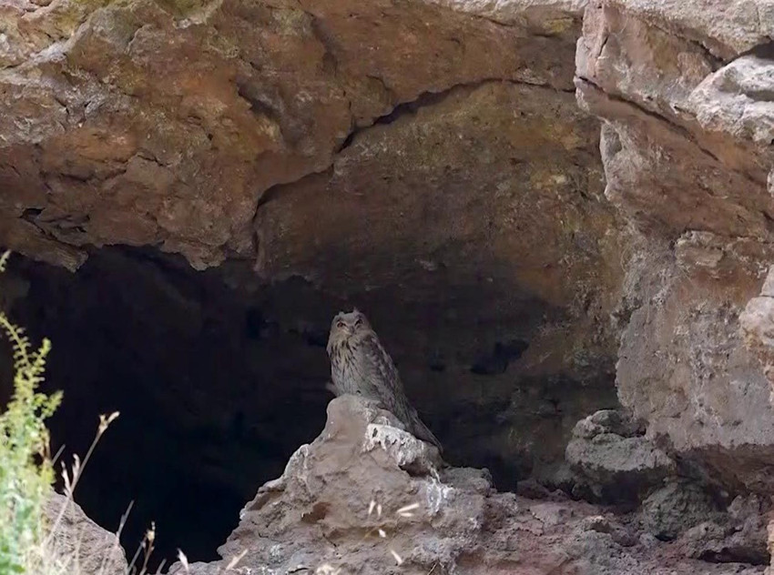 Doğanın kamuflaj ustası ''Puhu'' Sivas'ta görüntülendi - Resim: 3