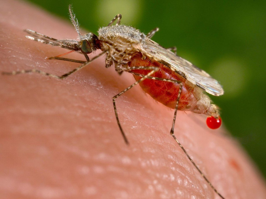 Sıcak havaların ölümcül sivrisinek kabusu geri döndü! - Resim: 3