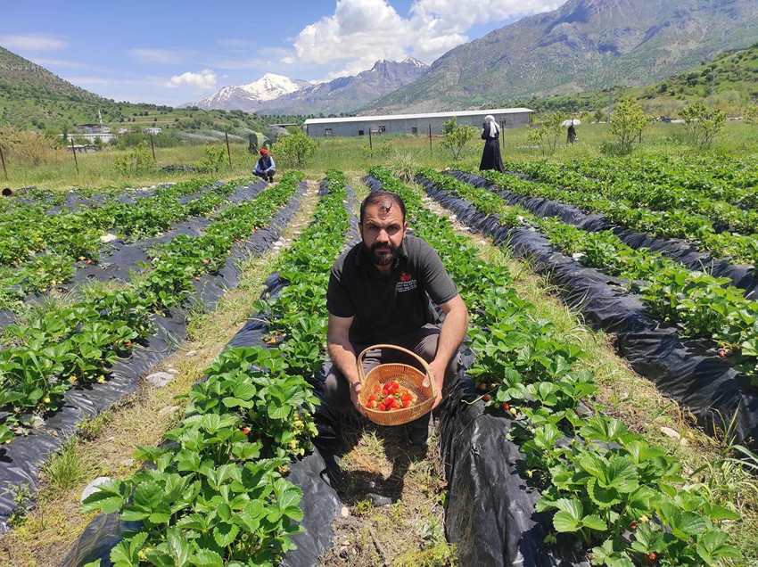 Denemek için ekmişlerdi, şimdi yüzlerce ailenin ekmek kapısı: Kasası 300 TL'den satılıyor - Resim: 3