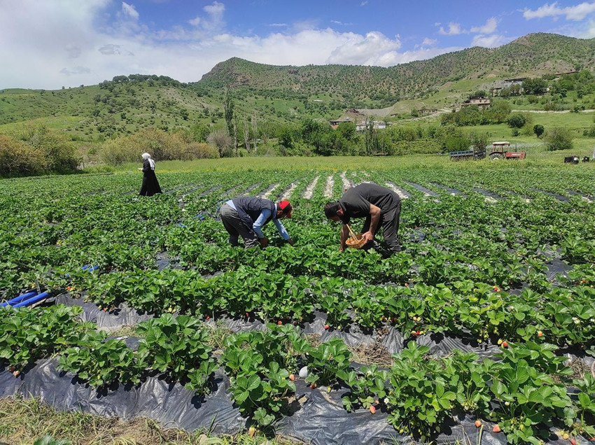 Denemek için ekmişlerdi, şimdi yüzlerce ailenin ekmek kapısı: Kasası 300 TL'den satılıyor - Resim: 4