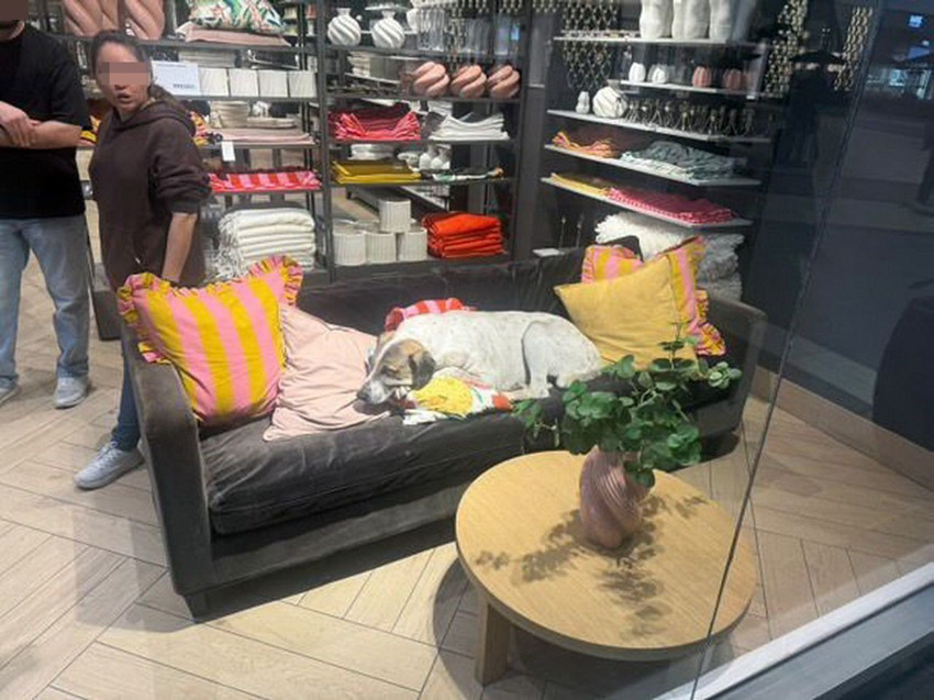 Dev AVM'de sahipsiz köpek dehşeti: 3 yaşındaki Elif ölümden döndü - Resim: 2