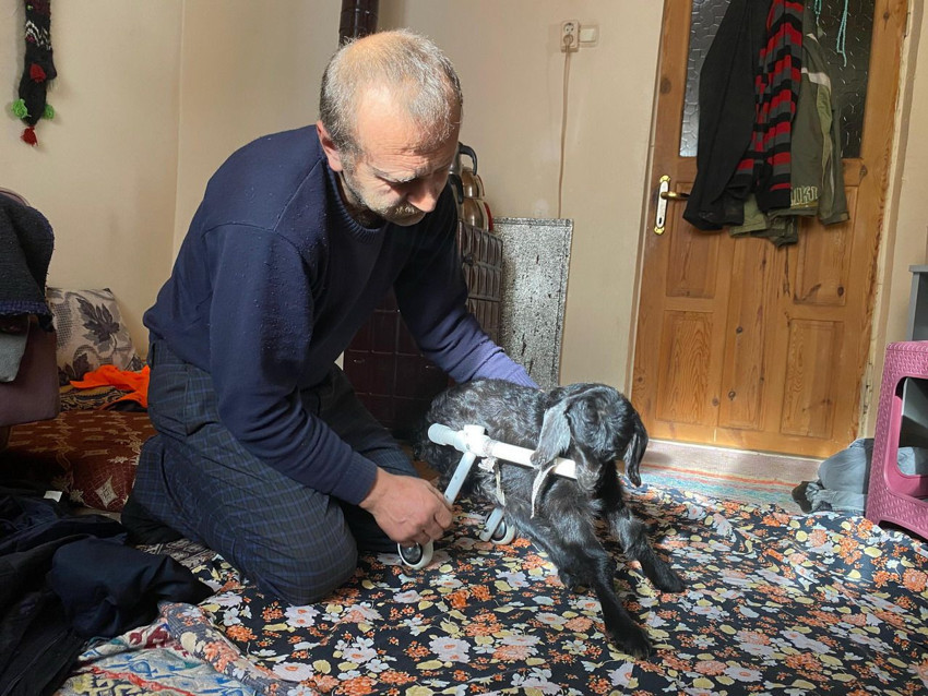 Felçli olarak doğan ve ''uyutulsun'' denilen bu minik ona can yoldaşı oldu - Resim: 1
