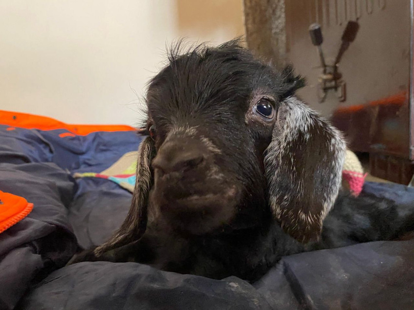 Felçli olarak doğan ve ''uyutulsun'' denilen bu minik ona can yoldaşı oldu - Resim: 2