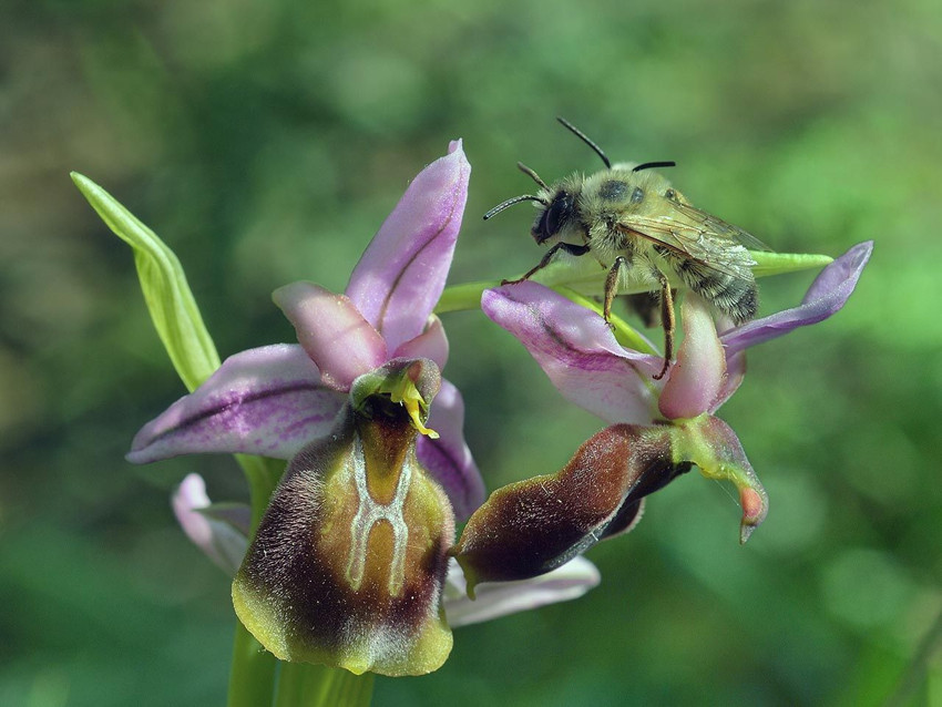 Dünyada sadece Antalya Kaş'ta yetişen o bitki yok oluyor - Resim: 1