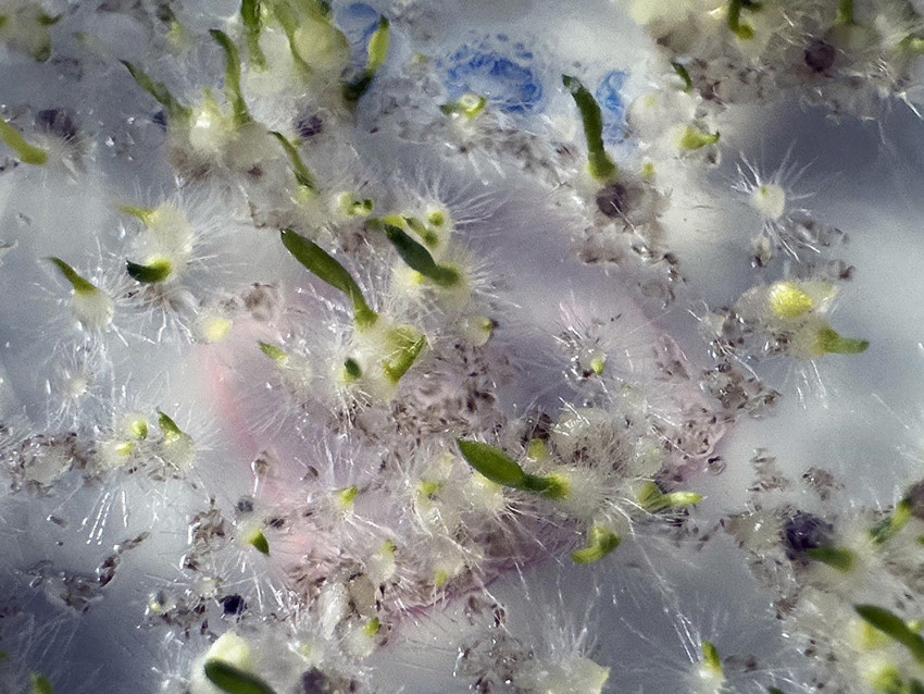 Dünyada sadece Antalya Kaş'ta yetişen o bitki yok oluyor - Resim: 3