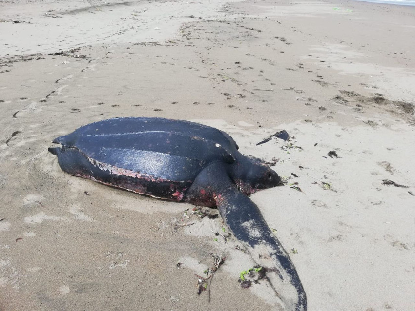 Karadeniz'de ilk kez görülen okyanusların şampiyonunun ölüm nedeni için kahreden ayrıntı - Resim: 3