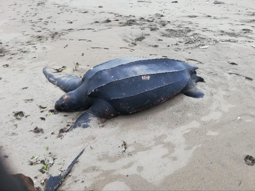 Karadeniz'de ilk kez görülen okyanusların şampiyonunun ölüm nedeni için kahreden ayrıntı - Resim: 4