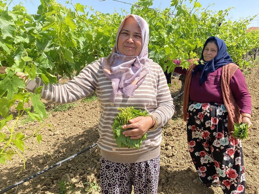 Hiç masrafı yok! Türkiye'nin ''yeşil hazinesi'' kilosu 200 liradan satılıyor - Resim: 1