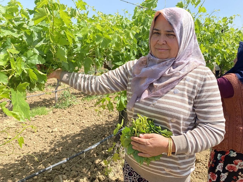 Hiç masrafı yok! Türkiye'nin ''yeşil hazinesi'' kilosu 200 liradan satılıyor - Resim: 3