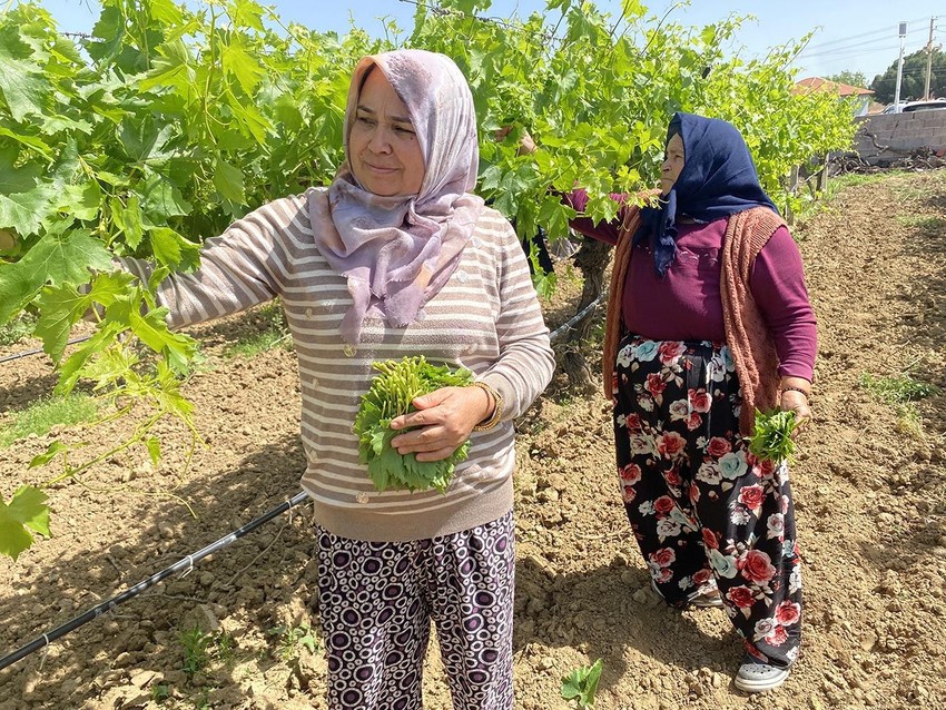 Hiç masrafı yok! Türkiye'nin ''yeşil hazinesi'' kilosu 200 liradan satılıyor - Resim: 4