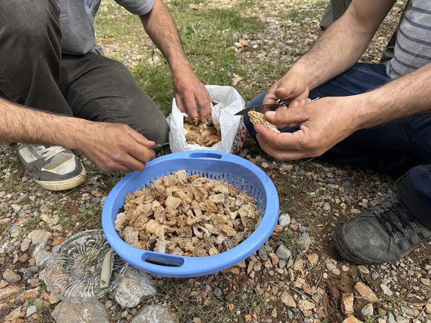 Doğada kendiliğinden yetişiyor, yerini bulan sır gibi saklıyor: ''Altın bulsak bu kadar sevinmeyiz'' - Resim: 4