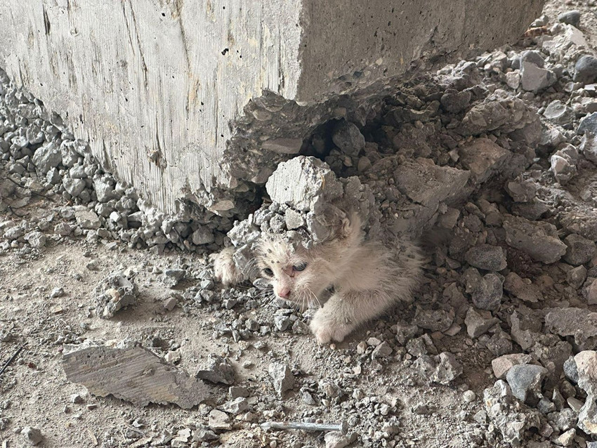 İnşaatta dikkatsiz işçiler yavru kediyi beline kadar diri diri betone gömdü - Resim: 1