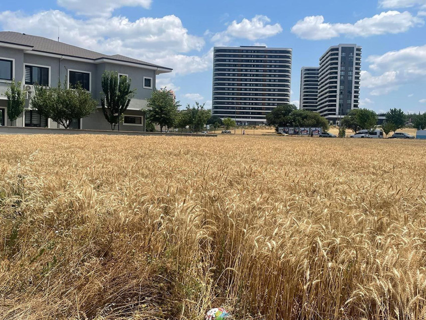 Tarlalar milyon dolarlık lüks gökdelenlerin arasındaki kaldı; kimisi de AVM oldu - Resim: 2