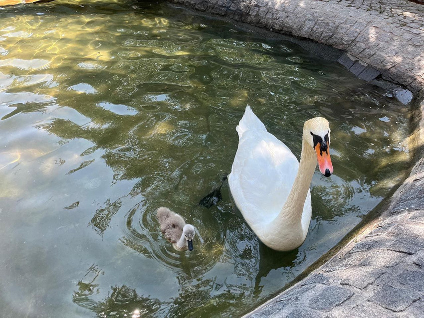 Ankara'nın Kuğulu Parkı'nda 15 yıl sonra ilk kez beyaz kuğu doğdu - Resim: 2