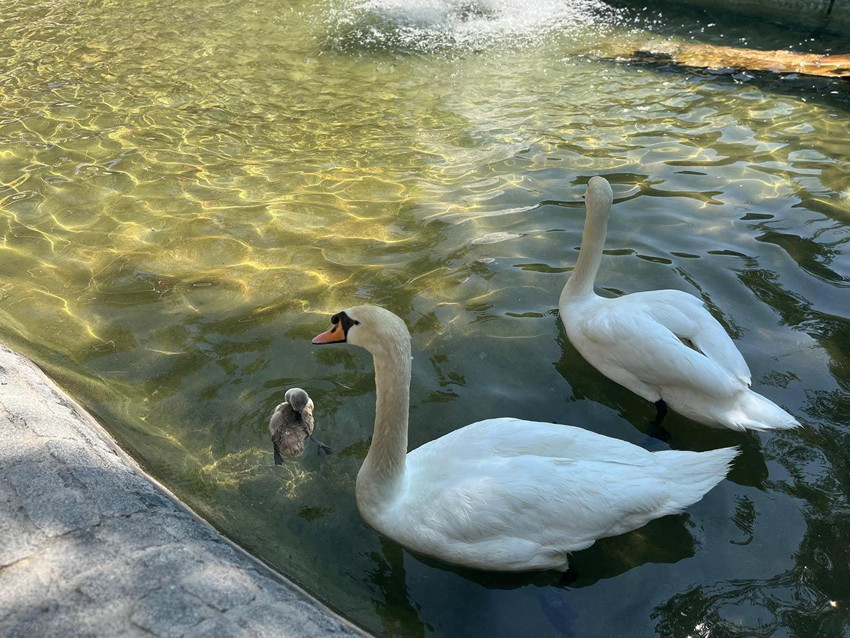 Ankara'nın Kuğulu Parkı'nda 15 yıl sonra ilk kez beyaz kuğu doğdu - Resim: 4