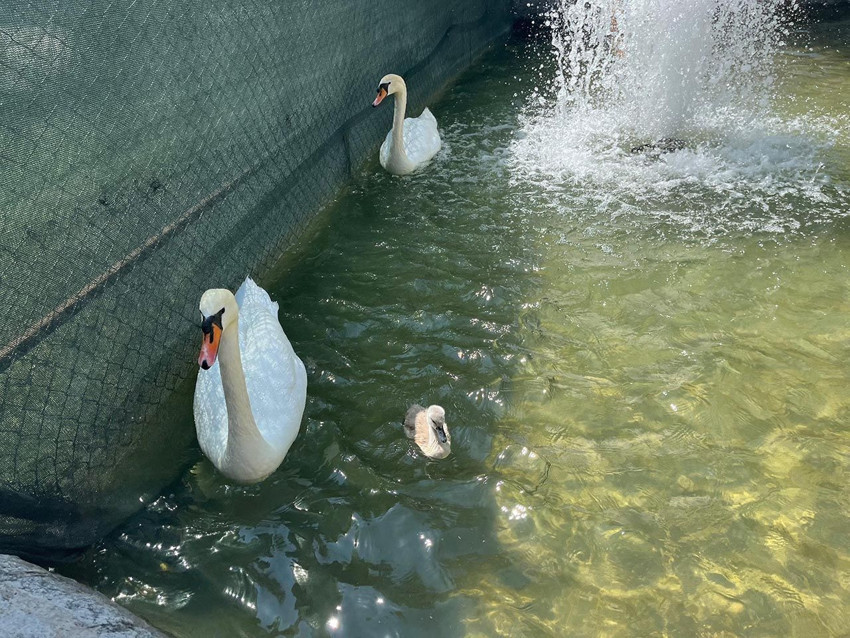 Ankara'nın Kuğulu Parkı'nda 15 yıl sonra ilk kez beyaz kuğu doğdu - Resim: 1