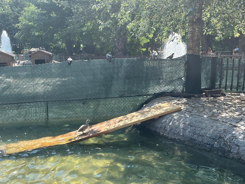 Ankara'nın Kuğulu Parkı'nda 15 yıl sonra ilk kez beyaz kuğu doğdu - Resim: 3