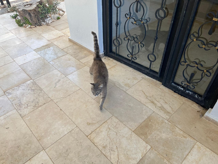 Alanya'nın yılan bekçisi kedisi kamerada... Gören vay ''pisi''kopat, vay dedi - Resim: 4